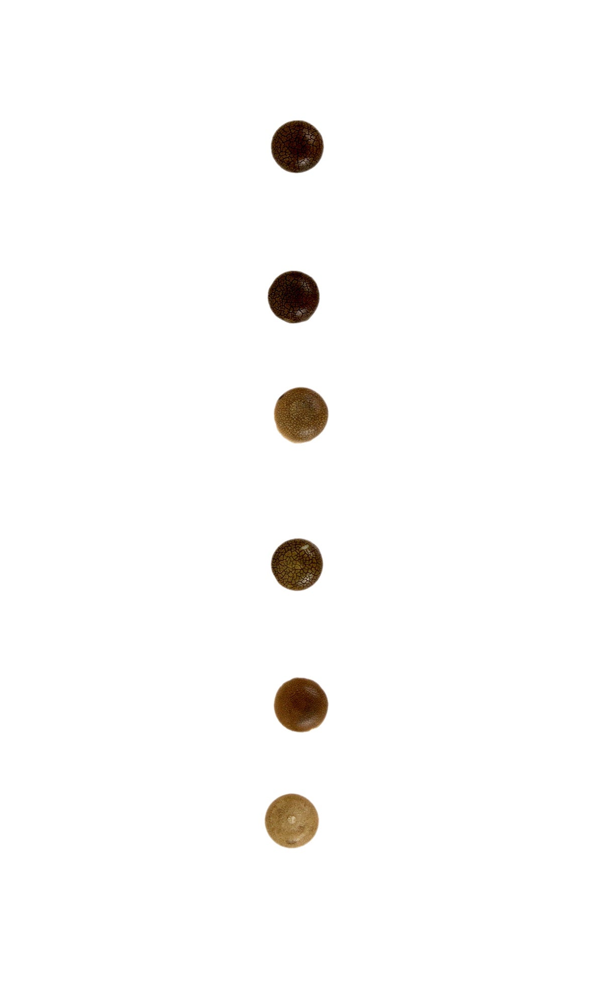 Martin White Pin Set Short,No-Groove 1928